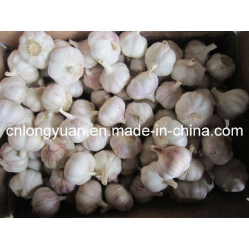 Good Quality New Crop Chinese Fresh Pure White Garlic